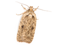 Agonopterix scopariella